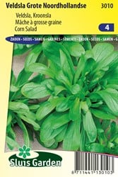 Feldsalat holländischer breitblättriger - Valerianella locusta