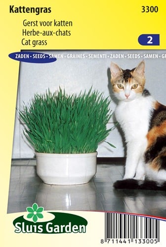 Katzengras (Gerste)