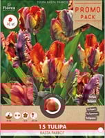 Tulpe Rasta Parrot
