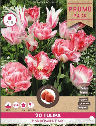 Tulp Pink Romance Mix - Tulipa
