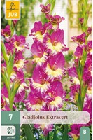 Gladiolus Extravert - Zwaardlelie