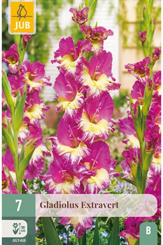 Gladiolus Extravert - Zwaardlelie