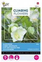 Glockenrebe Alba - Climbing Flowers