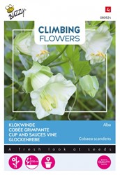 Glockenrebe Alba - Climbing Flowers
