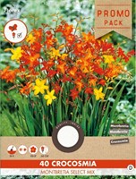 Crocosmia Mischung - Montbretia
