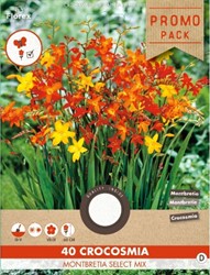 Crocosmia Mischung - Montbretia