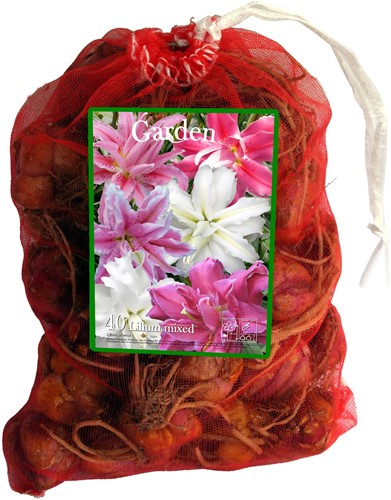 Doppelte Orientalische Lilien Mischung - Lilium (Großpackung)