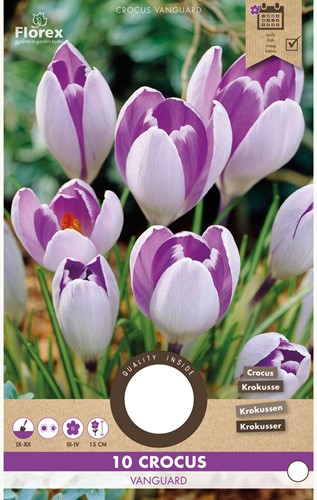 Krokus Vanguard - Crocus vernus-2