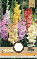 Gladiool Gefranjerd Gemengd - Gladiolus ruffled mix-2