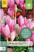 Colchicum The Giant - Herbstzeitlose-2