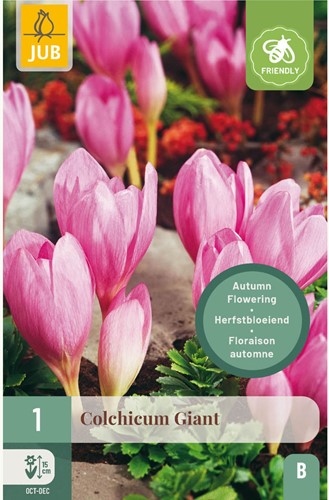 Colchicum The Giant - Herbstzeitlose-2