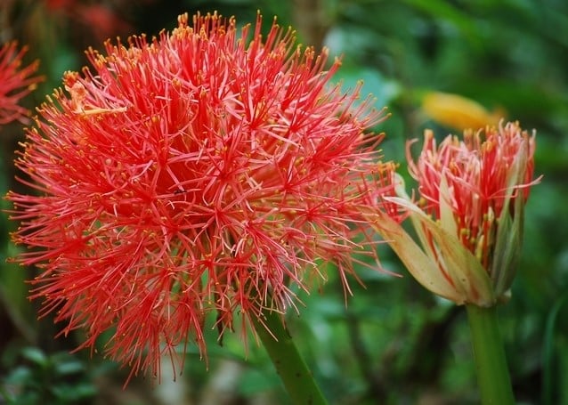 Blutblume Scadoxus kaufen? Einfach online bestellen Gartencenter Koeman