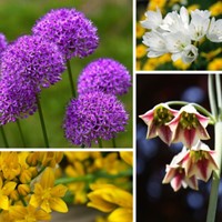Alliums Fantasy Mix XL-Packung - Zierlauch