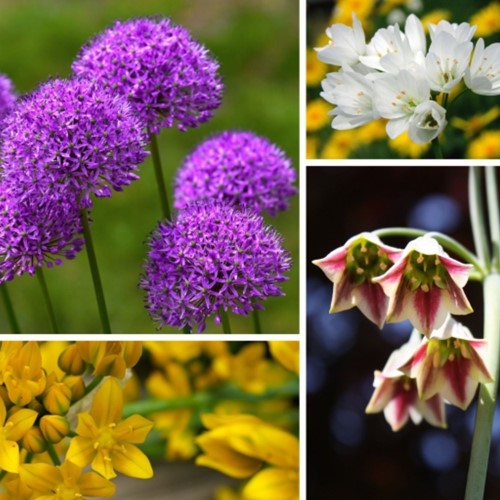Alliums Fantasy Mix - Sierui Grootverpakking XL
