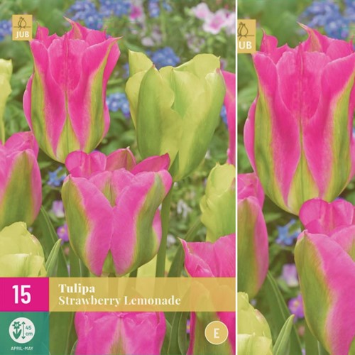 Tulpe Strawberry Lemonade - Tulipa Viridiflora