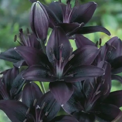 Lilie Schwarz - Lilium