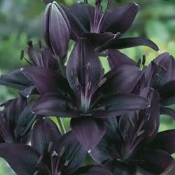 Lilium Asiaticus Schwarz - Lilie (Großpackung)
