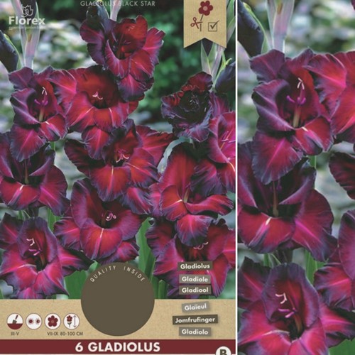 Gladiolus Black Star - Schwertblume