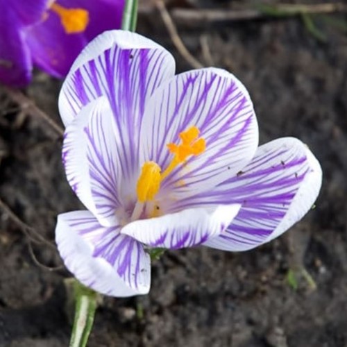 Krokus Pickwick - Crocus vernus-2
