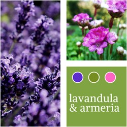 Pflanzenmischung Lavandula & Armeria maritima