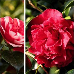 Camellia japonica Lady Campbell - Kamelie