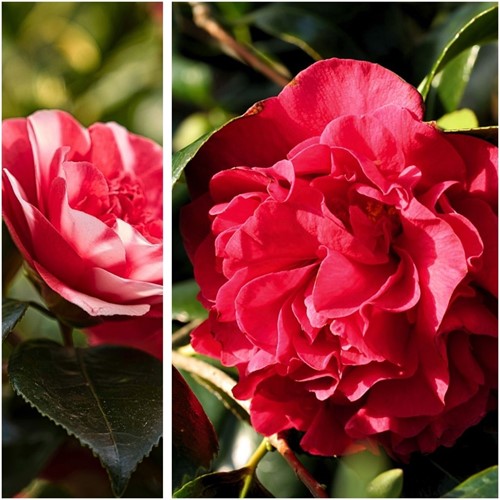 Camellia japonica Lady Campbell - Kamelie (Dreierpack)