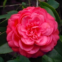 Camellia japonica Lady Campbell - Kamelie-2