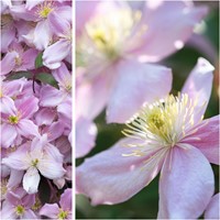 Clematis montana Rubens - Anemonen-Waldrebe