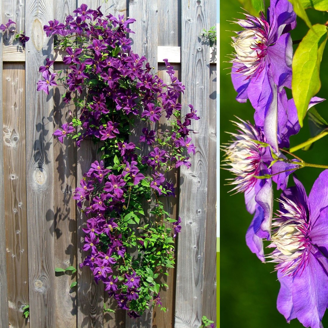 Clematis Taiga kaufen? Einfach online bestellen Gartencenter Koeman