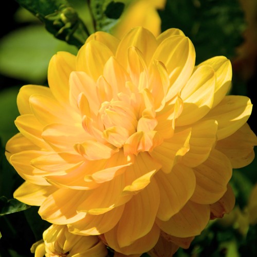 Schmuckdahlie Dahlia Decorative Glory van Heemstede