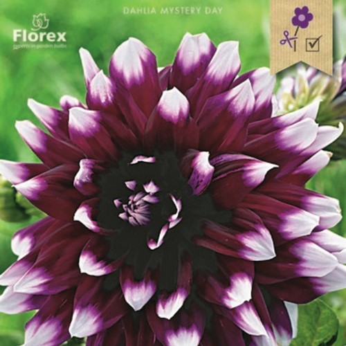 Schmuckdahlie Mystery Day - Dahlia