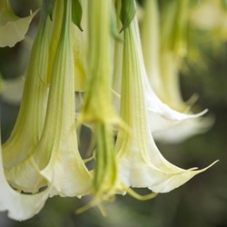 Engelstrompete Weiß - Brugmansia (Topfpflanze)
