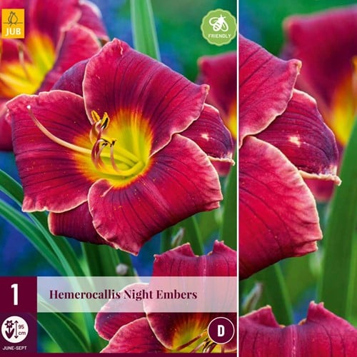 Hemerocallis Night Embers - Taglilie