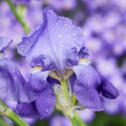 Iris Germanica Empress of India – Deutsche Schwertlilie (Dreierpack)