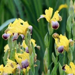 Iris Germanica Nibelungen - Schwertlilie (Dreierpack)
