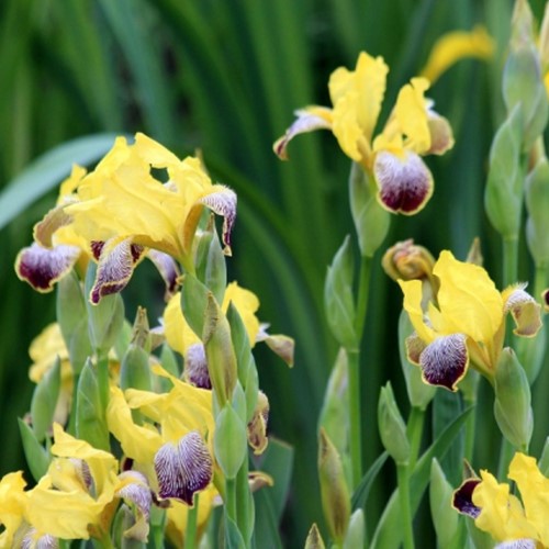 Iris Germanica Nibelungen - Baardiris (Driepack)