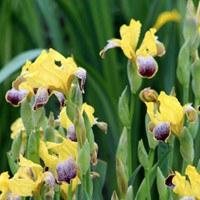 Iris Germanica Nibelungen - Schwertlilie (Sechserpack)