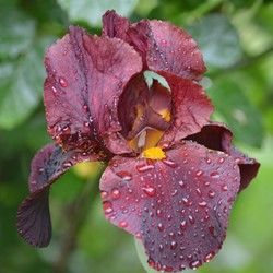Iris Germanica Red Zinger - Baardiris (Driepack)