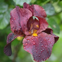 Iris germanica Red Zinger - Schwertlilie (Sechserpack)