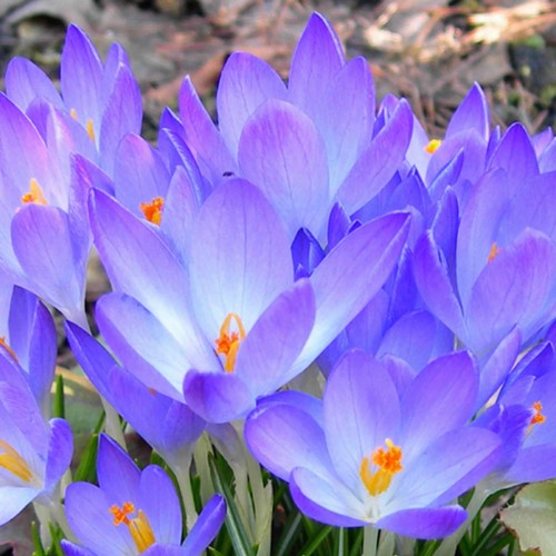 Krokusse Ruby Giant - Crocus tommasinianus (Großpackung)