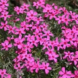 Polster-Phlox Scarlet Flame - Phlox subutlata