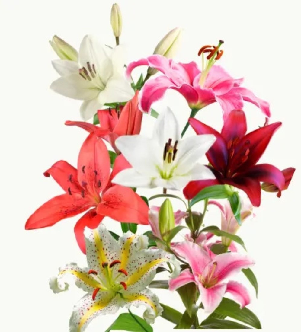 53+ Zimmer Pflanzen Parfum Lilien, Ja, das gibt es wirklich.