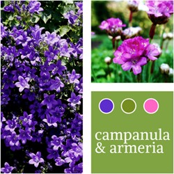 Pflanzenmischung Campanula & Armeria maritima