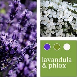 Pflanzenmischung Lavandula & Phlox paniculata