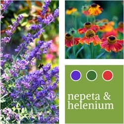 Pflanzenmischung Nepeta faassenii & Helenium
