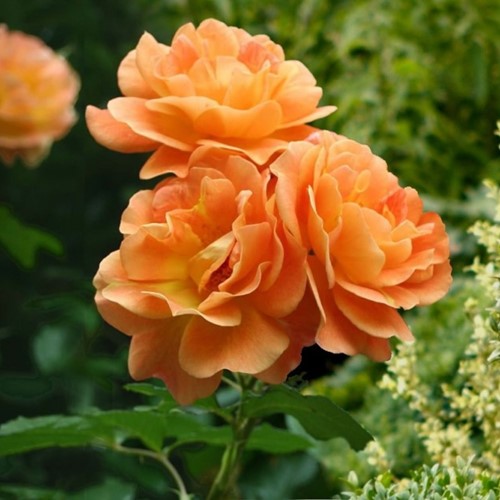 Rose Orange Climber - Kletter Rose