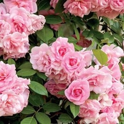 Rose Pink Climber - Kletter-Rose