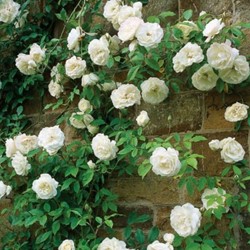 Rose White Climber - Kletter-Rose