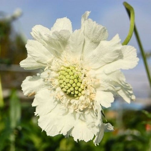 Scabiosa Caucasica Alba - Skabiose (Sechserpack)