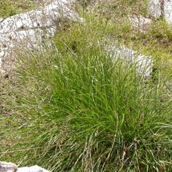 Garten-Schmiele (Ziergras) Goldschleier (Sechserpack)